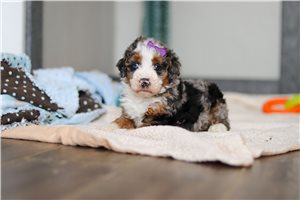 Dotty - Bernedoodle, Mini for sale