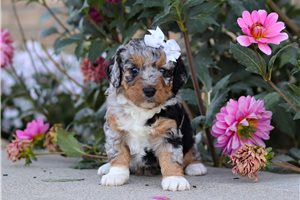 Lucy - puppy for sale