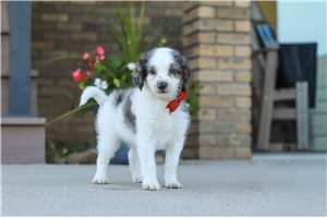 Kian - Bernedoodle, Mini for sale