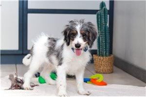 Colorado - Bernedoodle, Mini for sale