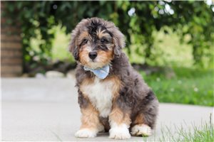 Dusty - Bernedoodle, Mini for sale