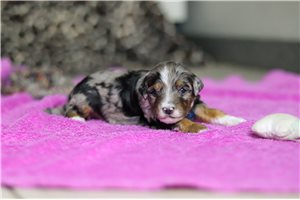 Chadwick - puppy for sale