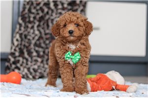 Baylor - puppy for sale