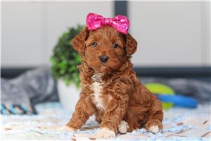 Leisel - Goldendoodle, Mini for sale