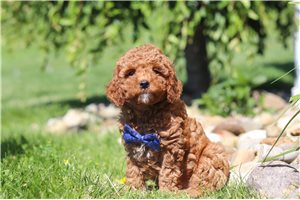 Harris - Goldendoodle, Mini for sale