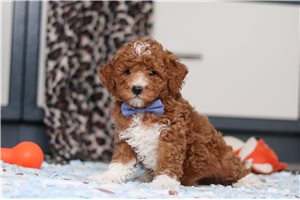 Icarus - Goldendoodle, Mini for sale