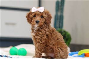 Leona - Goldendoodle, Mini for sale