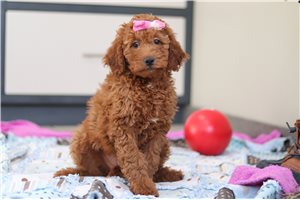Hera - Goldendoodle, Mini for sale
