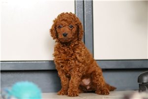 Heidi - Goldendoodle, Mini for sale
