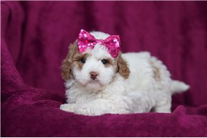 Irene - Goldendoodle, Mini for sale