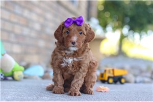 Emberly - Goldendoodle, Mini for sale