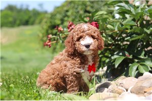 Harold - Goldendoodle, Mini for sale