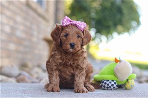 Esme - puppy for sale