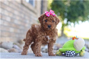 Ellie - Goldendoodle, Mini for sale