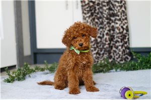Fabian - Mini Goldendoodle for sale