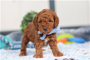Lennon - Goldendoodle, Mini for sale