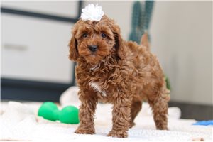 Lena - Goldendoodle, Mini for sale