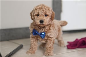 Ignacio - Goldendoodle, Mini for sale