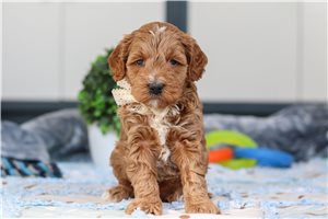 Leon - puppy for sale