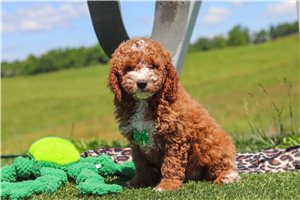 Harold - Goldendoodle, Mini for sale