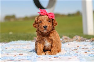 Hana - Goldendoodle, Mini for sale