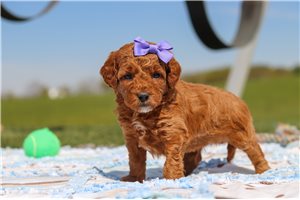 Halo - puppy for sale
