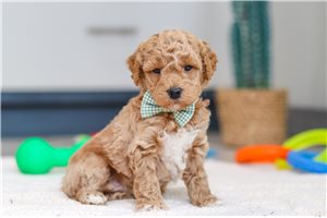 Franklin - puppy for sale