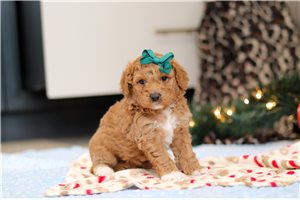 Bessie - puppy for sale