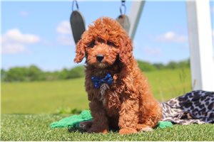 Harper - Goldendoodle, Mini for sale