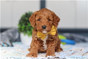 Lenny - Goldendoodle, Mini for sale