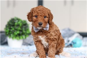Grover - Goldendoodle, Mini for sale