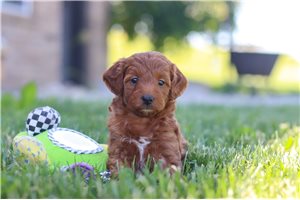 Emmie - Goldendoodle, Mini for sale