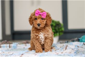 Fatima - puppy for sale