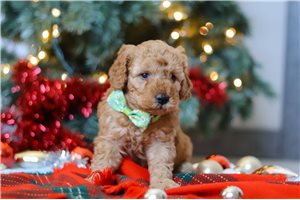 Hammond - Goldendoodle, Mini for sale