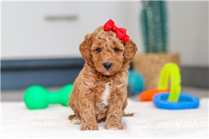 Fatima - Mini Goldendoodle for sale