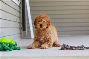 Harry - Goldendoodle, Mini for sale