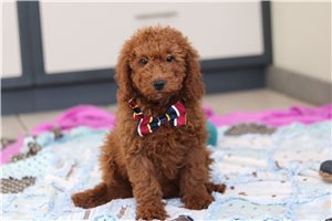 Harmon - Goldendoodle, Mini for sale