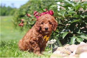 Harper - Goldendoodle, Mini for sale