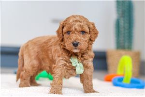 Felix - puppy for sale