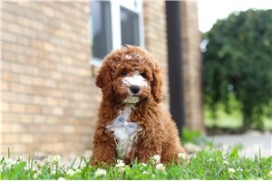Harold - Goldendoodle, Mini for sale