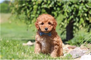 Harry - Goldendoodle, Mini for sale