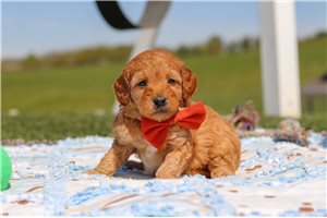 Harry - Mini Goldendoodle for sale