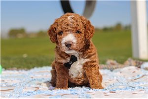 Harold - puppy for sale