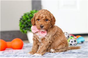 Francesca - puppy for sale