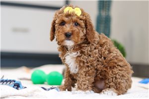 Leeloo - Goldendoodle, Mini for sale