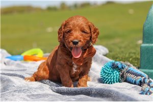 Harper - puppy for sale