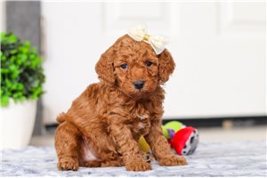 Freya - puppy for sale