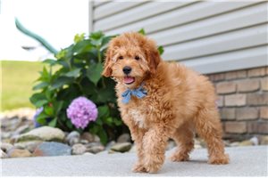 Harry - Goldendoodle, Mini for sale