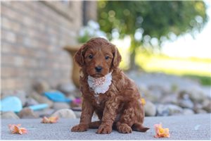 Edwina - puppy for sale
