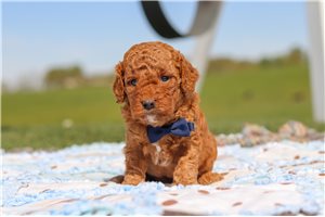 Harris - puppy for sale